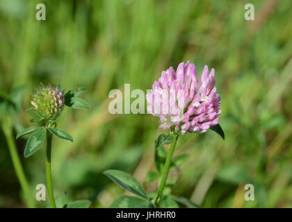 Gruppe von blass lila Mais Blumen Stockfoto