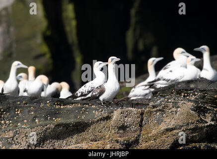 Eine Konzerngesellschaft der jungen Norther Basstölpel (Morus Bassanus) besetzen die untere Kante von einer Klippe Kolonie, Shetland-Inseln, Großbritannien Stockfoto