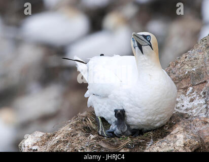 Eine sehr junge Küken Basstölpel (Morus Bassanus) piepst hinaus unterhalb seiner Eltern, Shetland-Inseln, UK Stockfoto