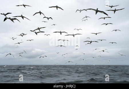 Eine Firma/Herde der Basstölpel (Morus Bassanus) folgen einem Seevogel Ausflugsboot in Anticaption von Lebensmitteln, Shetland, UK Stockfoto