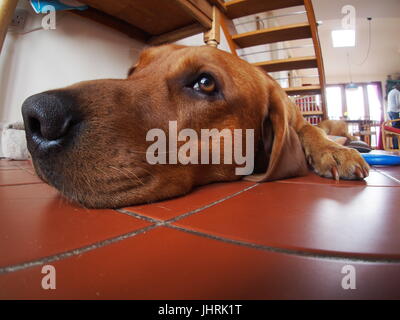 Labrador liegt vor dem Abendessen Stockfoto