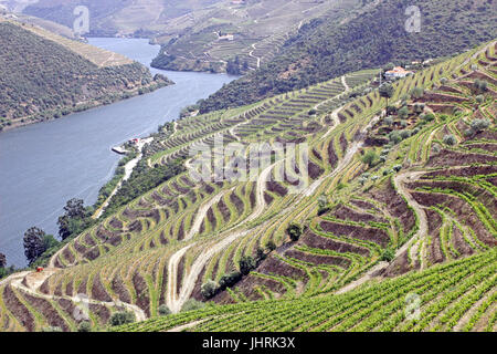 Terrassenförmig angelegten Portwein Weinberge entlang dem Fluss Douro-Portugal Stockfoto