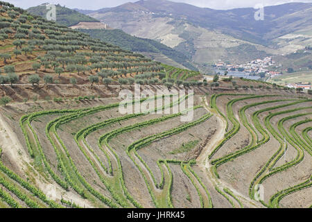 Terrassenförmig angelegten Portwein Weinberge entlang des Flusses Douro über Pinhao Portugal Stockfoto