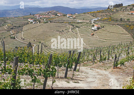 Terrassenförmig angelegten Portwein Weinberge entlang dem Fluss Douro-Portugal Stockfoto