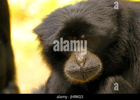 Gibbons auch bekannt als kleiner oder weniger Affen Stockfoto