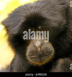 Gibbons auch bekannt als kleiner oder weniger Affen Stockfoto