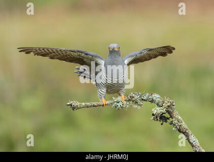 Erwachsene männliche Kuckuck Landung auf Flechten bedeckt Zweig Thursley Common, Surrey Stockfoto