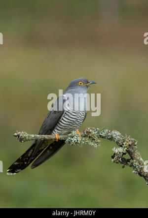 Erwachsene männliche Kuckuck gehockt Flechten bedeckt Branch Stockfoto