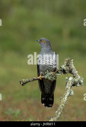 Erwachsene männliche Kuckuck gehockt Flechten bedeckt Branch Stockfoto