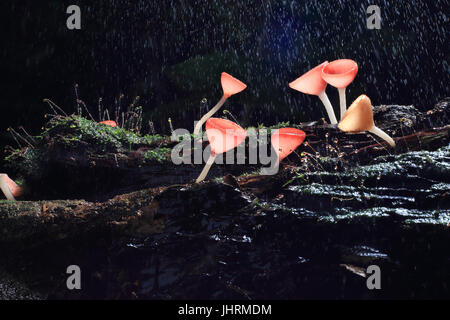 Rosa brennen Cup mit Regen im Regenwald Stockfoto