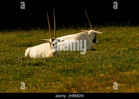 Die Scimitar-gehörnte Oryx jetzt ausgestorben in der Wildnis Stockfoto