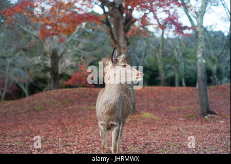 Nara, Japan, 2017 - Rotwild in Park Stockfoto