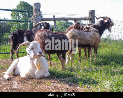 Weiße Ziege liegend, braune Ziegen im Hintergrund, eingezäunt im Feld Stockfoto