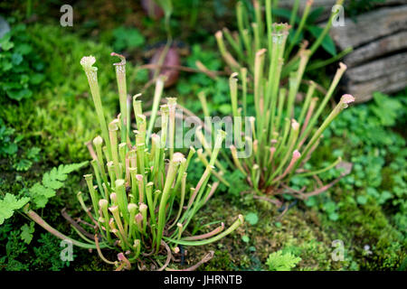 Nepenthes, tropischen Kannenpflanzen, Affe Tassen, fleischfressende Pflanzen Stockfoto