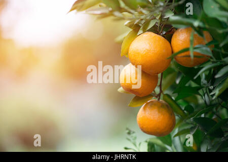 frische orange hängen am Baum mit Fackel Licht Stockfoto