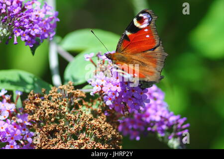 Tagpfauenauge (inachis io) Pollen sammeln auf sommerflieder Blume in deutschen Juni Garten. Stockfoto