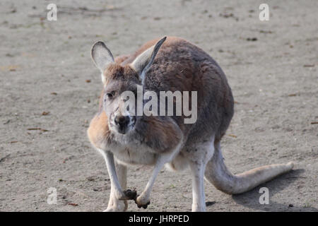 Rote Känguru (Macropus rufus) Stockfoto