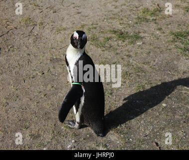 Der afrikanische Pinguin (Spheniscus Demersus) Stockfoto