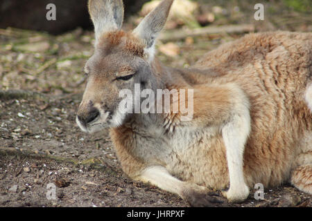 Rote Känguru (Macropus rufus) Stockfoto