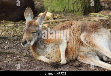 Rote Känguru (Macropus rufus) Stockfoto