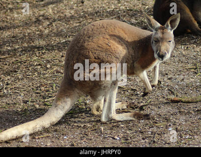 Rote Känguru (Macropus rufus) Stockfoto