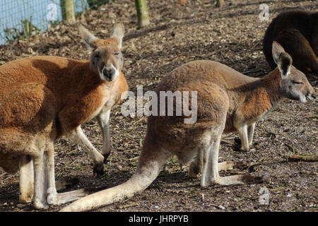 Rote Känguru (Macropus rufus) Stockfoto