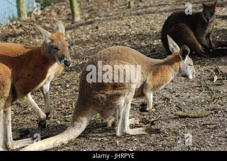 Rote Känguru (Macropus rufus) Stockfoto