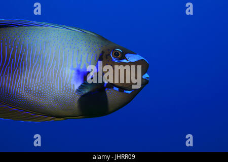 Bignose Unicornfish (Naso Vlamingii) Unterwasser in den tropischen Gewässern des Indischen Ozeans Stockfoto