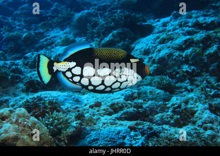 Clown Drückerfisch (Balistoides Conspicillum) Unterwasser im Korallenriff des Indischen Ozeans Stockfoto