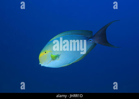 Gelbflossen-Doktorfisch (Acanthurus Xanthopterus) Unterwasser in den tropischen Gewässern des Indischen Ozeans Stockfoto