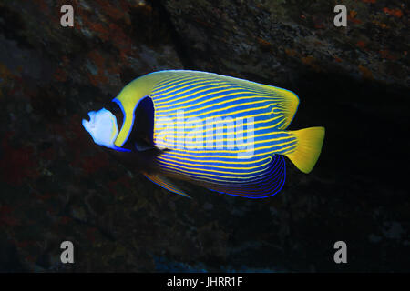 Kaiser-Kaiserfisch (Pomacanthus Imperator) Unterwasser im Indischen Ozean Stockfoto