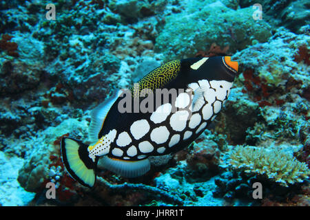 Clown Drückerfisch (Balistoides Conspicillum) Unterwasser im Korallenriff des Indischen Ozeans Stockfoto