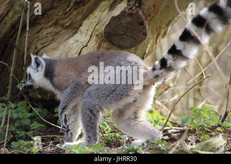 Der Katta (Lemur Catta) Stockfoto