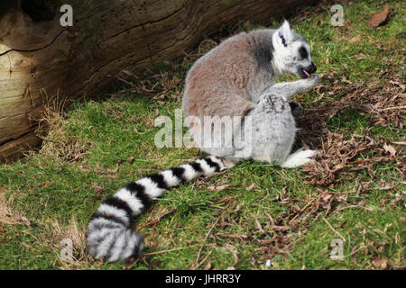 Der Katta (Lemur Catta) Stockfoto
