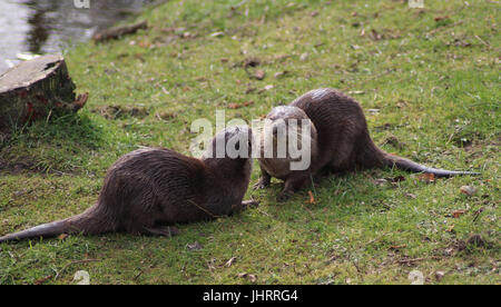 Asiatische kleine krallte otter Stockfoto