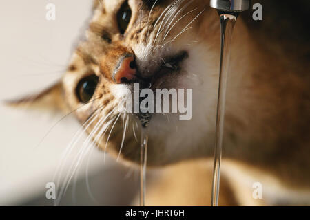 Closeup Aufnahme der Abessinier Katze Trinkwasser aus dem Wasserhahn Stockfoto