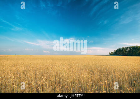Landschaft von jungen Sommer gelb Sprossen von Weizen im Feld unter sonnigen blauen Himmel bei Sonnenauf- oder Sonnenuntergang. Skyline, Horizont. Ländliche Kulturlandschaft. Stockfoto