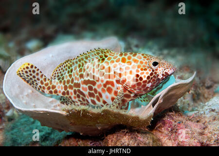 Waben-Zackenbarsch (Epinephelus Merra), ruht auf Stony Coral (Cosinarea Macneilli), Palawan, Mimaropa, Sulu-See, Pazifik Stockfoto