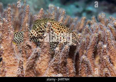 Waben-Zackenbarsch (Epinephelus Merra), ruht auf des Teufels Hand Korallen (Lobophytum Compactum), Palawan, Mimaropa, Sulu See Stockfoto