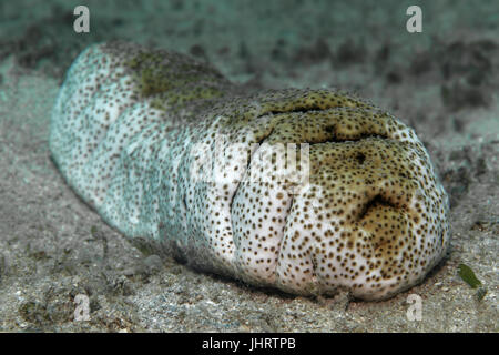 Elefant Trunkfish (Holothuria Fuscopunctata) auf Sandboden, Palawan, Mimaropa, Sulu See, Pazifik, Philippinen Stockfoto