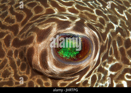 Sterne-Kugelfisch (Arothron Stellatus), Fischaugen, Detail, Palawan, Mimaropa, Sulu See, Pazifik, Philippinen Stockfoto