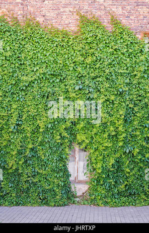 Grüne Ranke Pflanze an der Wand Stockfoto