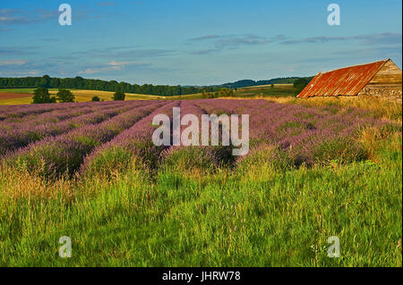 Lavendel-Feld in den Cotswolds, in der Nähe des Dorfes Snowshill Stockfoto