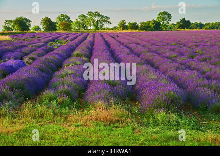 Lavendel Feld in den Cotswolds, England, nahe dem Dorf von Snowshill, Gloucestershire Stockfoto