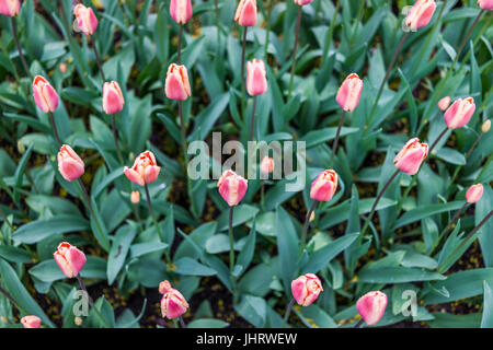Viele gestreift Pastell Pfirsich und gelbe Tulpe Closeup mit Regen fällt flach Draufsicht Stockfoto