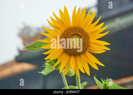 Sonnenblume vor dem Eingang Tor aus der Kaiserstadt Hue, Vietnam. Stockfoto