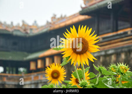 Sonnenblume vor der Eingangstür aus der Kaiserstadt Hue, Vietnam. An einem nebligen Tag. Stockfoto