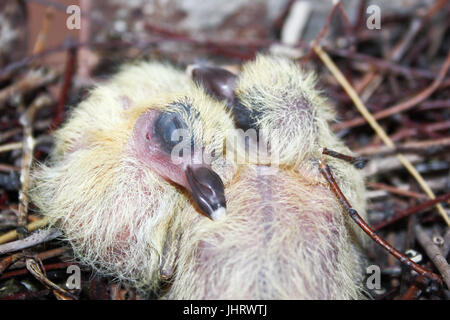Das Nest von einer Taube in einem Nest ist friedlich schlafen. Foto für Ihr Design. Stockfoto