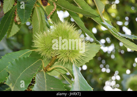 Lockige Kastanien locken immer noch auf dem Baum Stockfoto