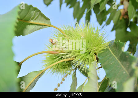 Lockige Kastanien locken immer noch auf dem Baum Stockfoto